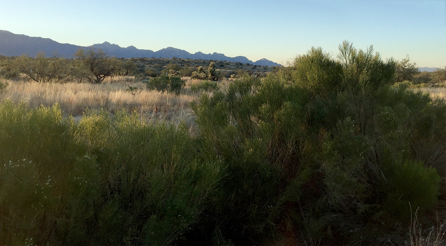 Sonoran Desert scenery