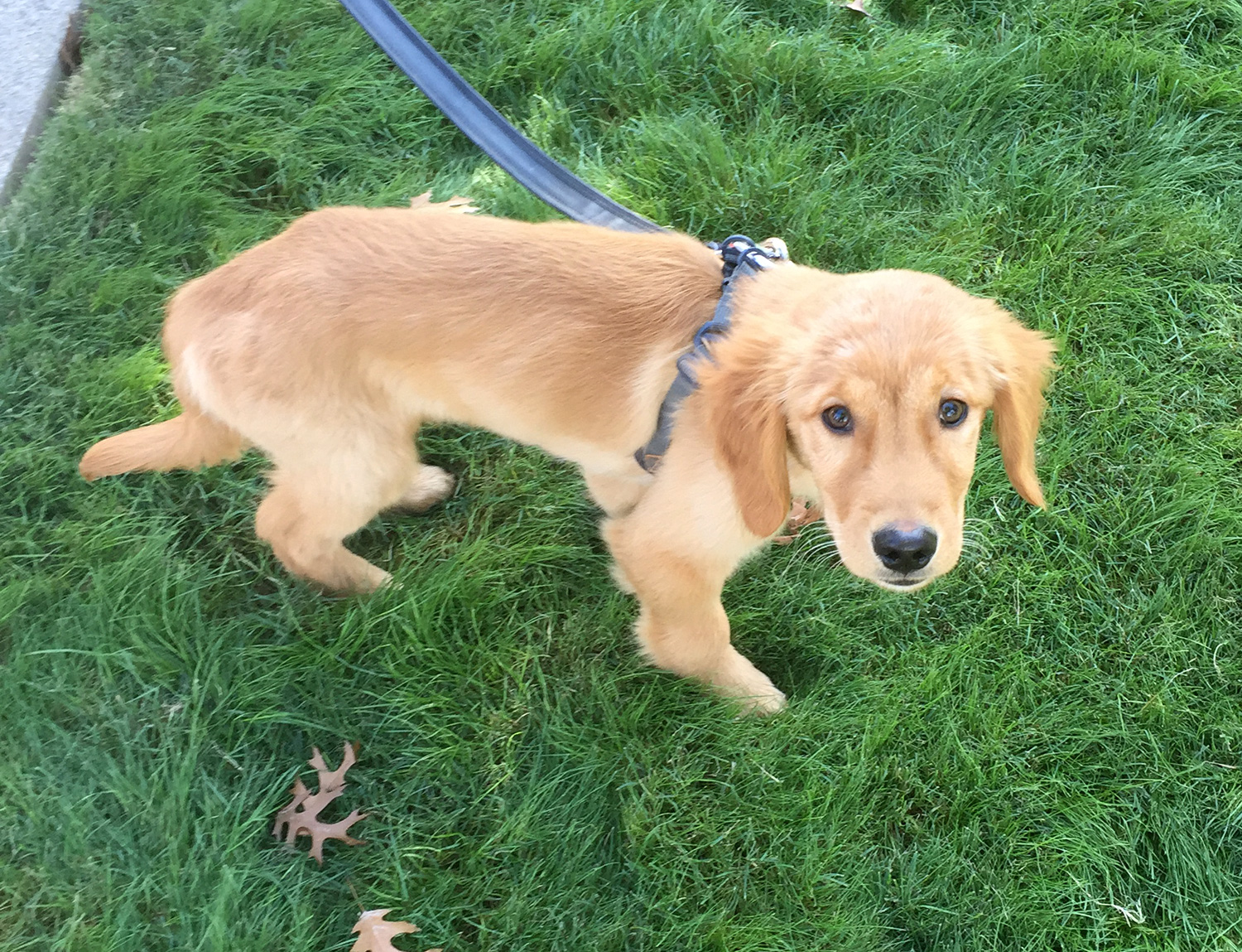 4-month old lab puppy, Cooper