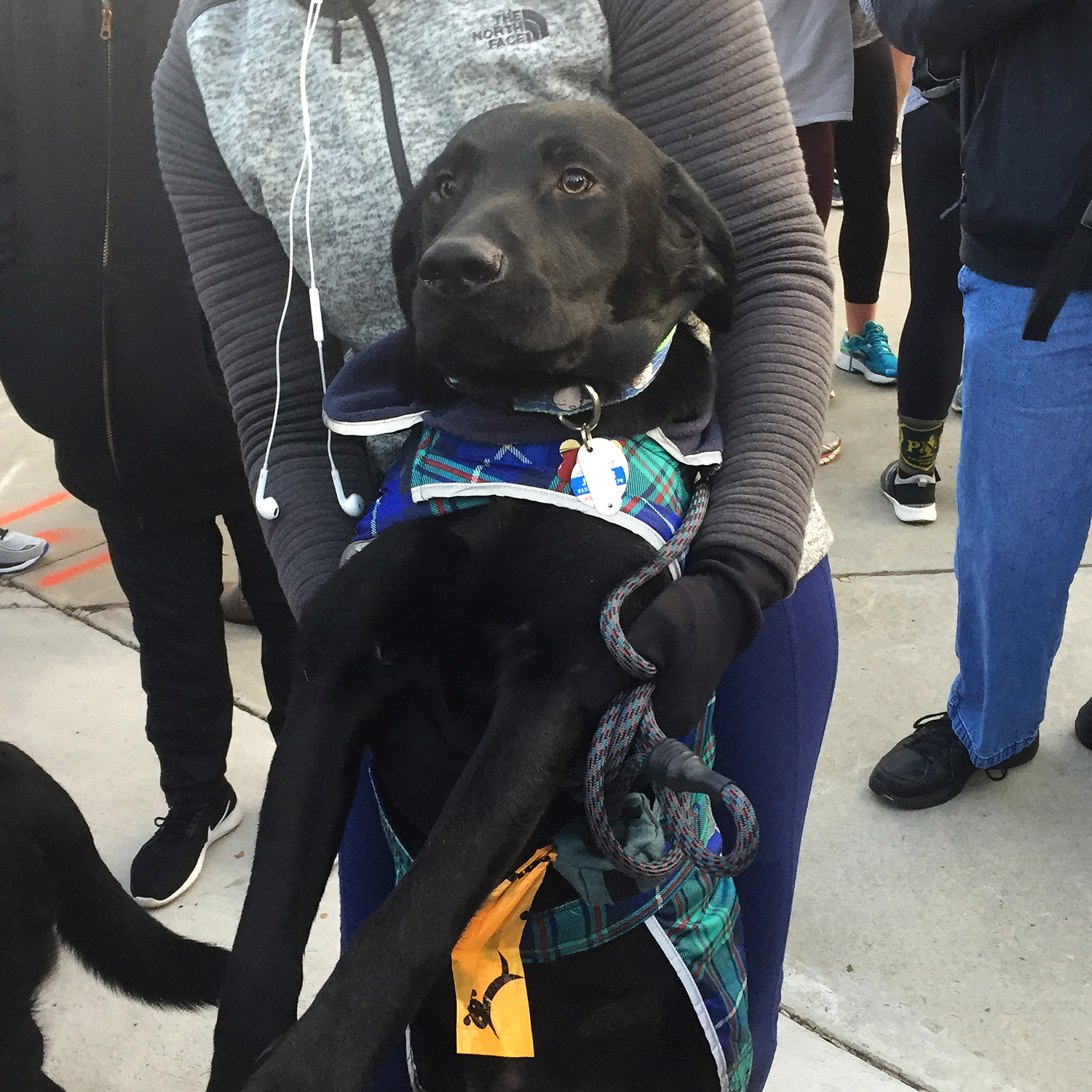 Black lab dog in the starting corral