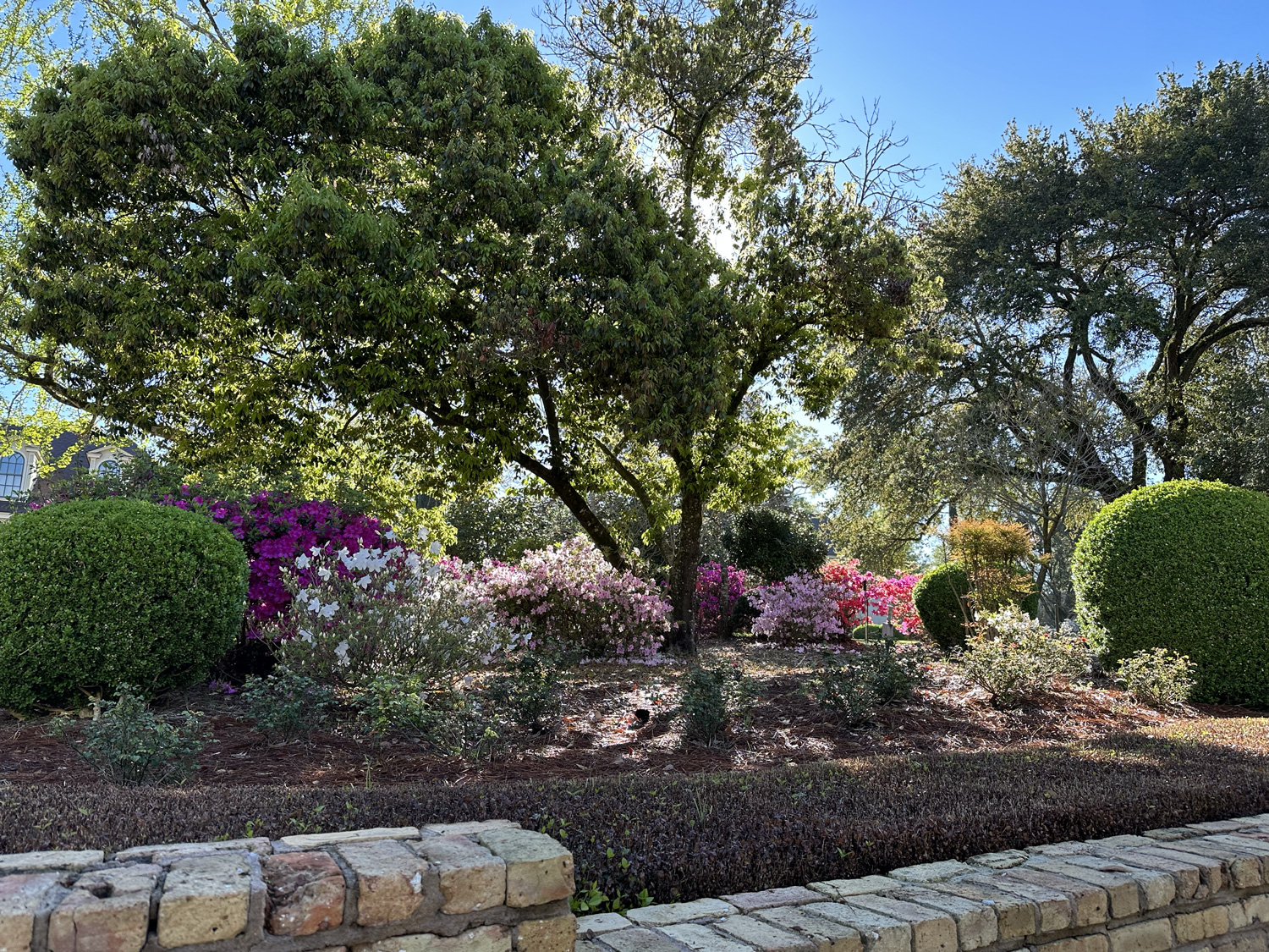 Springtime in Edgewood