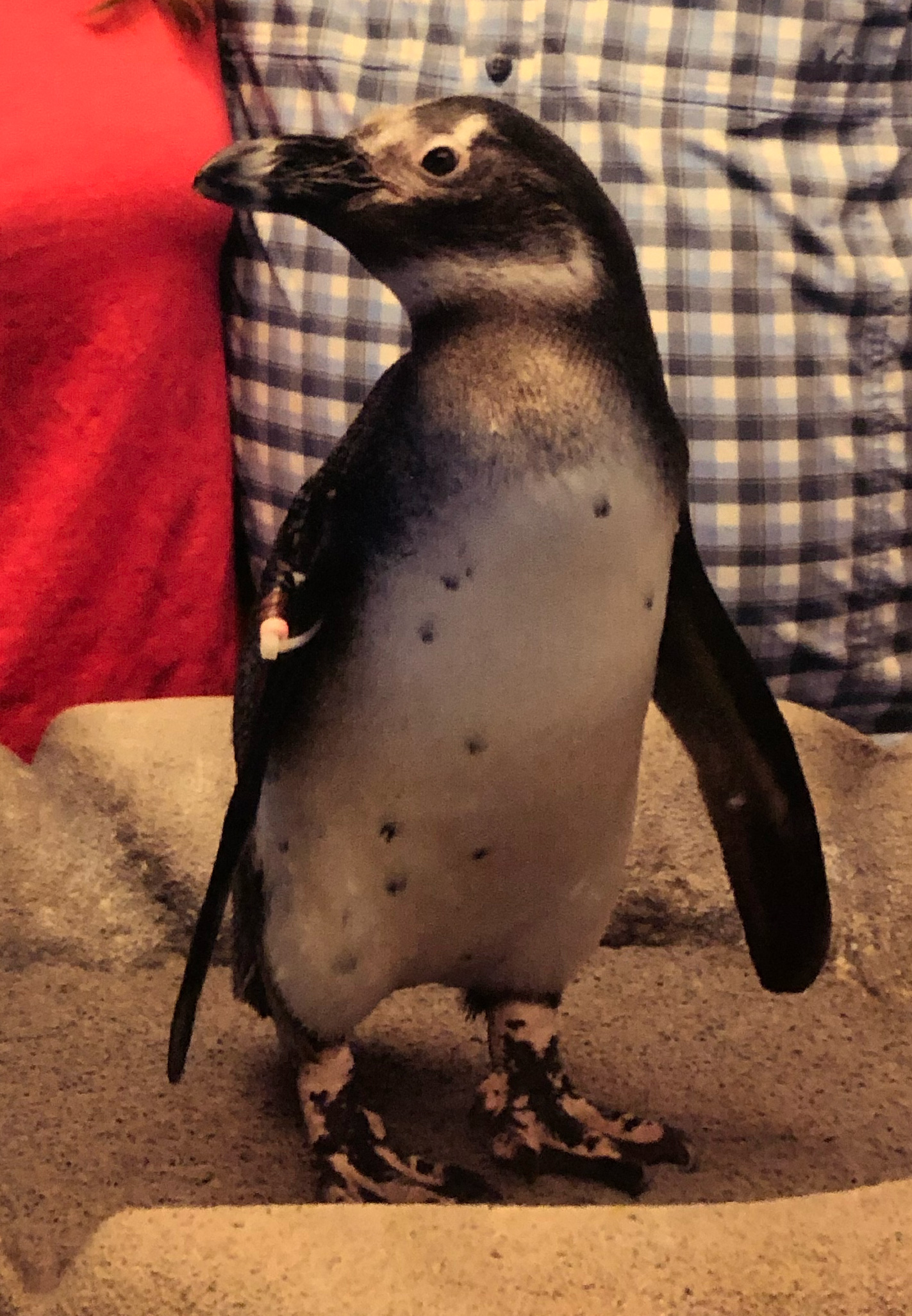 Penguin encounter at the Georgia Aquarium