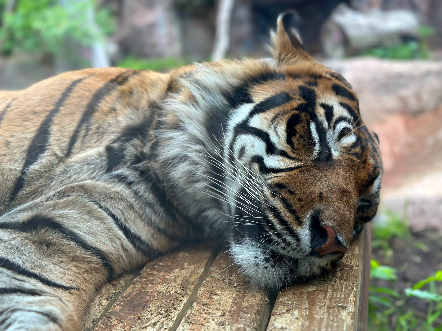 Sleepy tiger at the Topeka Zoo