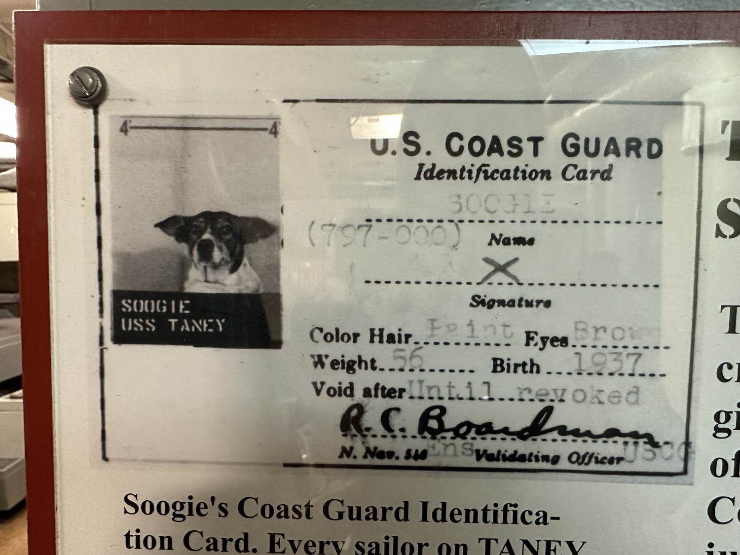Sookie the ship dog of USCG Cutter 37