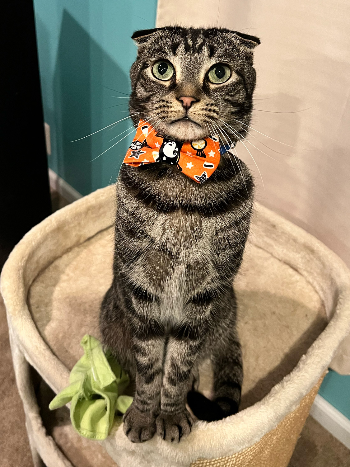 Macallan the Scottish Fold cat