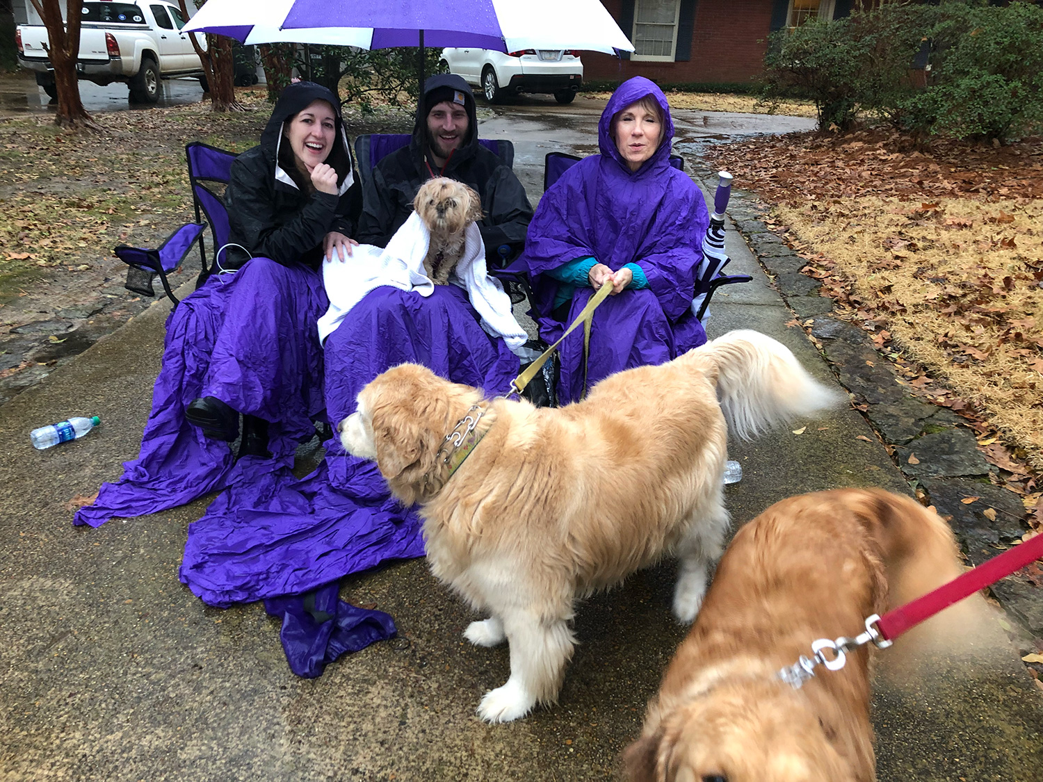 Human and canine spectators