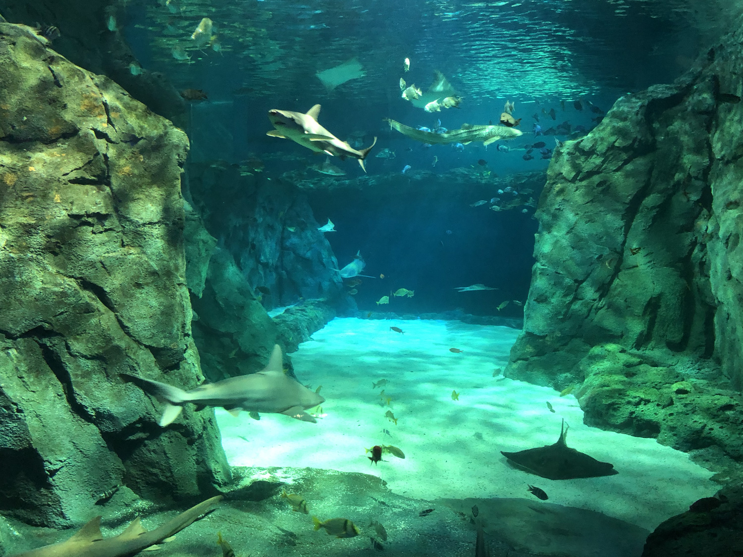 Aquarium at Union Station