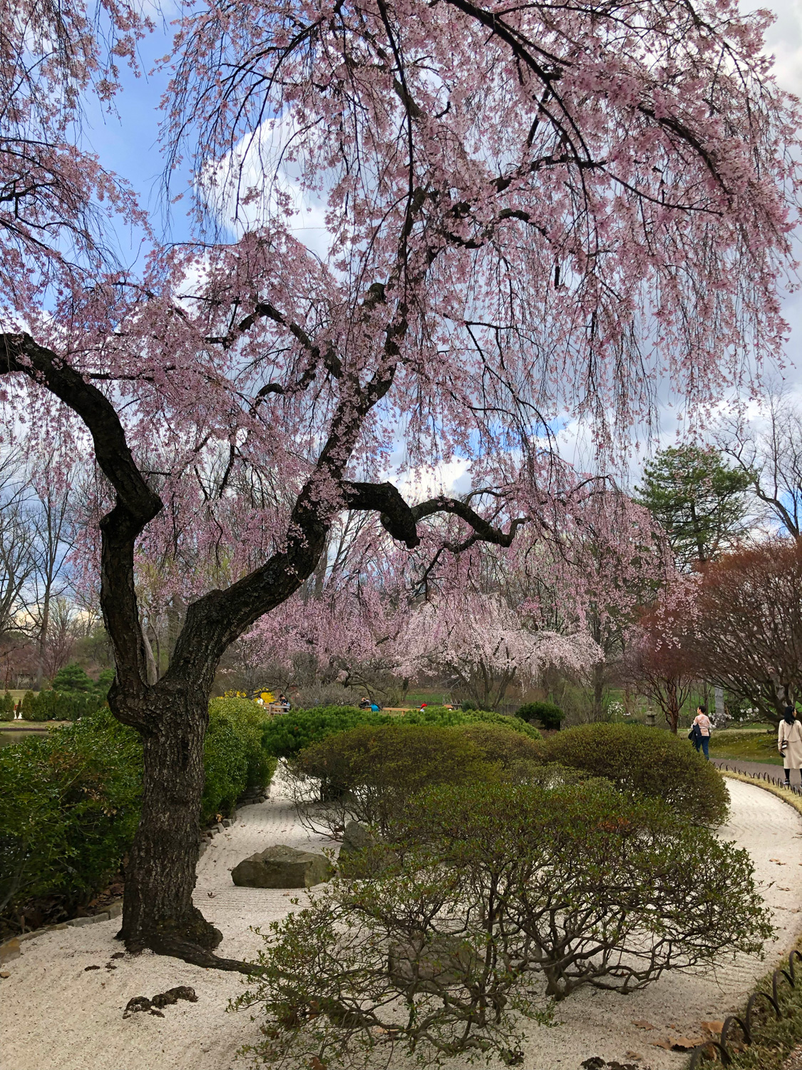 Cherry Blossoms at Missouri Botanical Garden