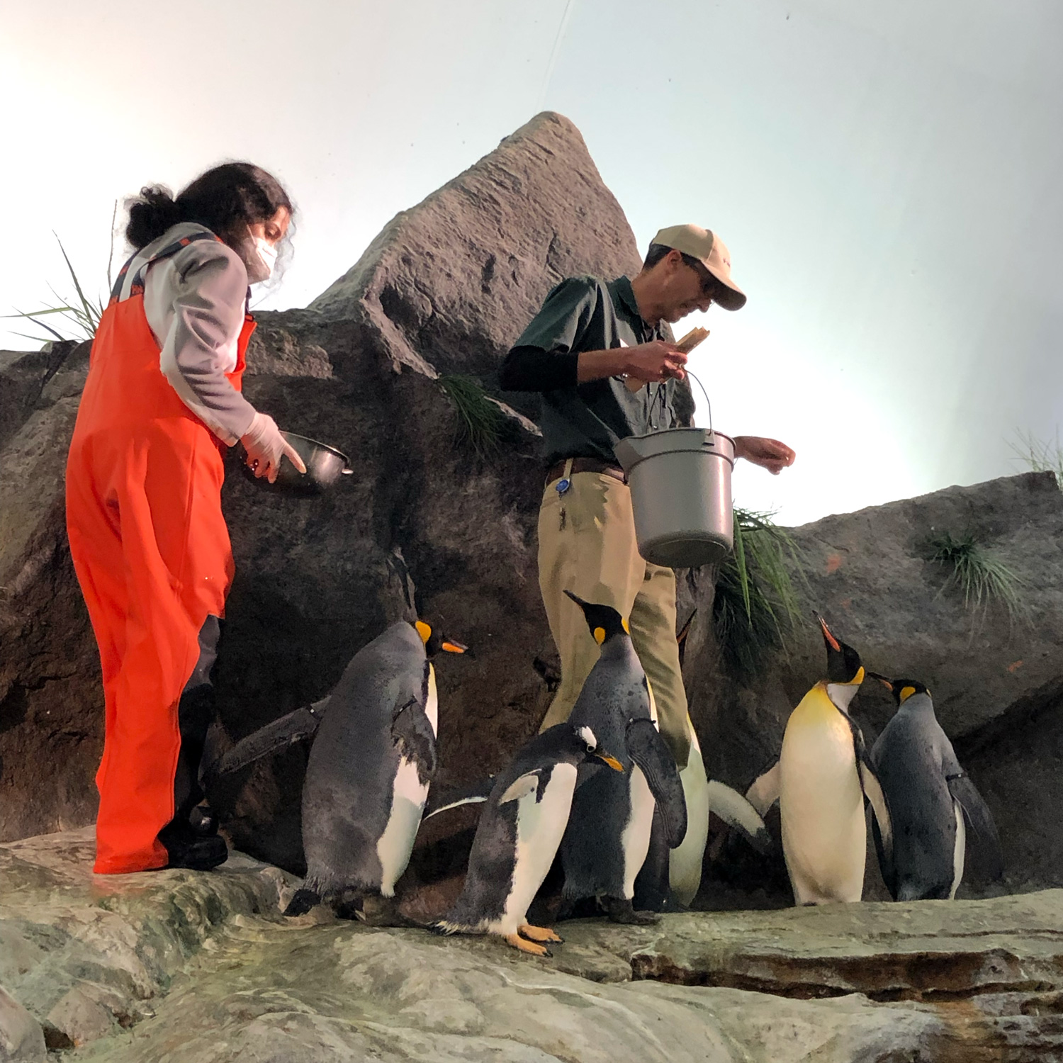 Feeding time for the penguins