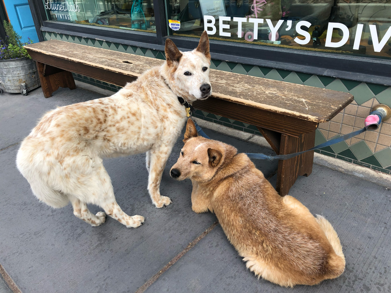 Two good dogs downtown Missoula
