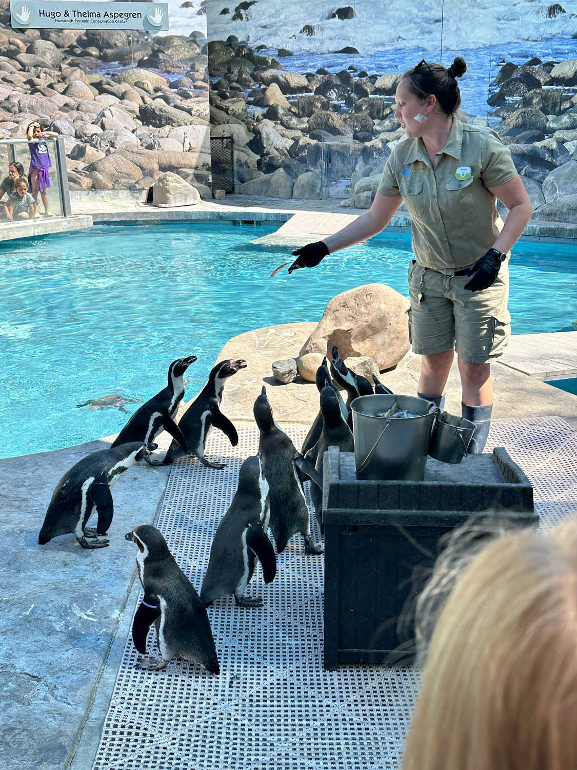Penguin feeding time at the Lincoln Children's Zoo