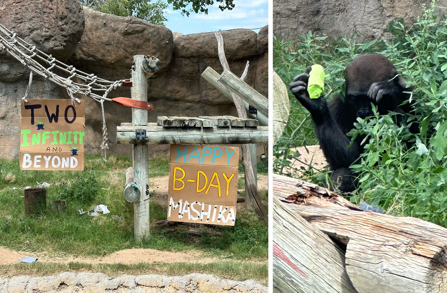 Birthday signs for 2-year old ape Mashika