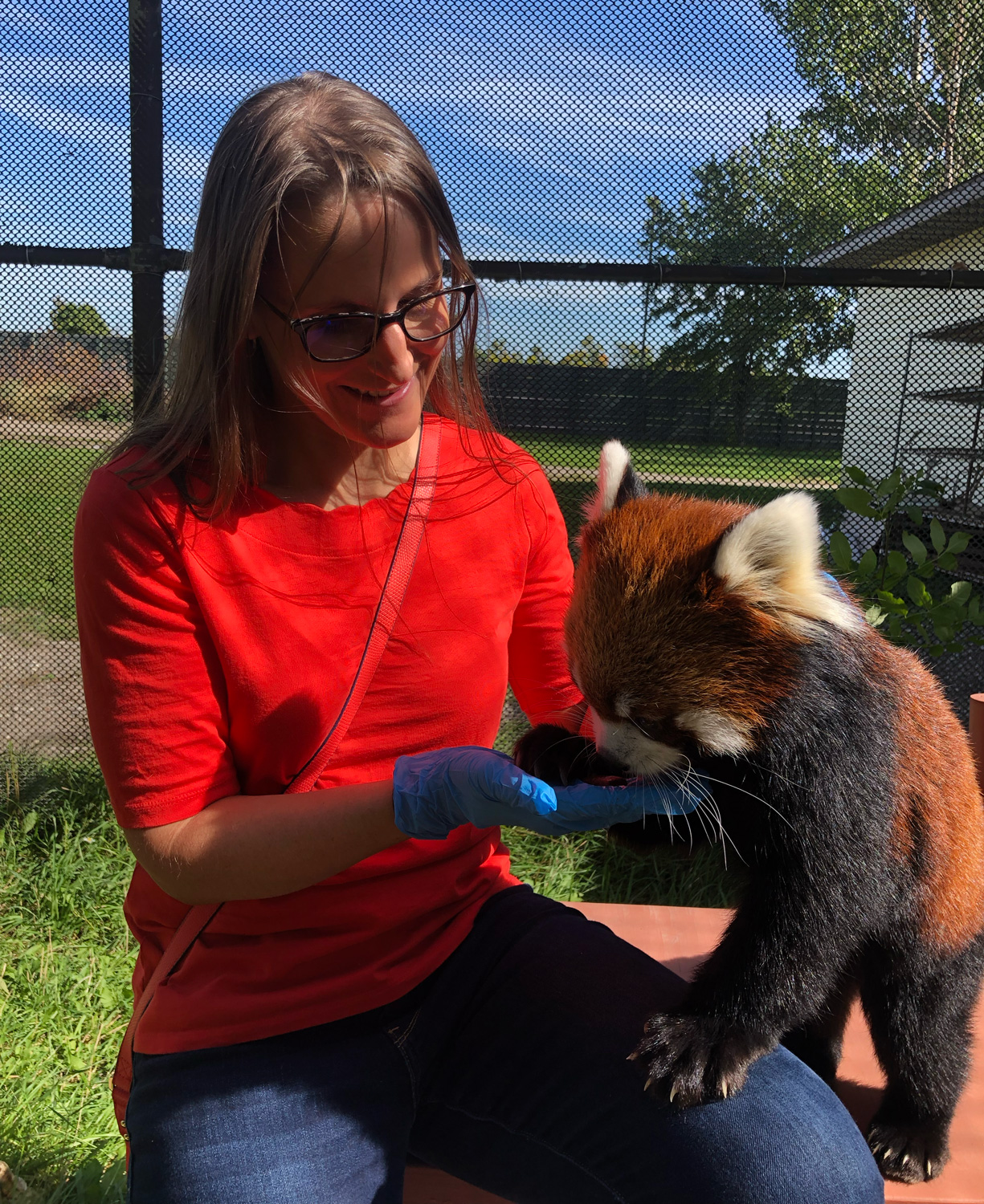 Waveland the red panda at the Red River Zoo