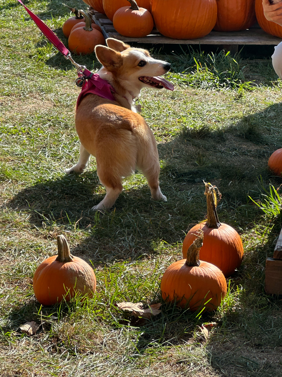 A cute corgi at the downtown "pumpkin patch"