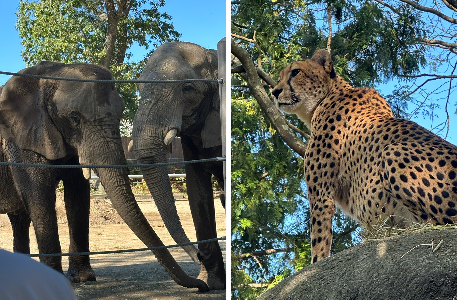 Elephants and a cheetah at the Providence Zoo