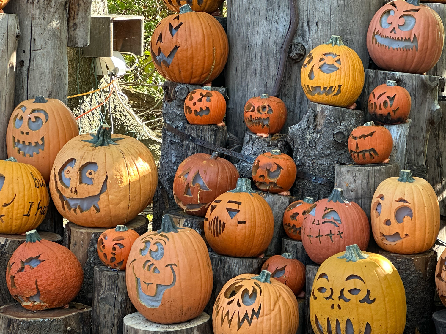 Jack-O-Lantern Spectacular at the Providence Zoo