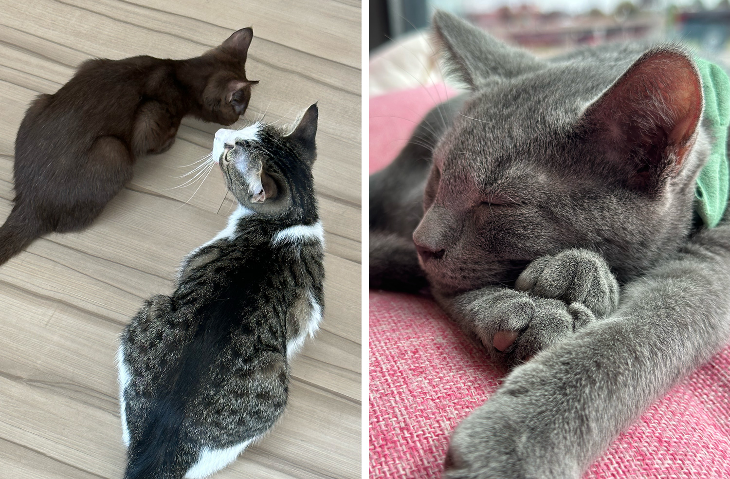 Cats at Cattitude Cafe
